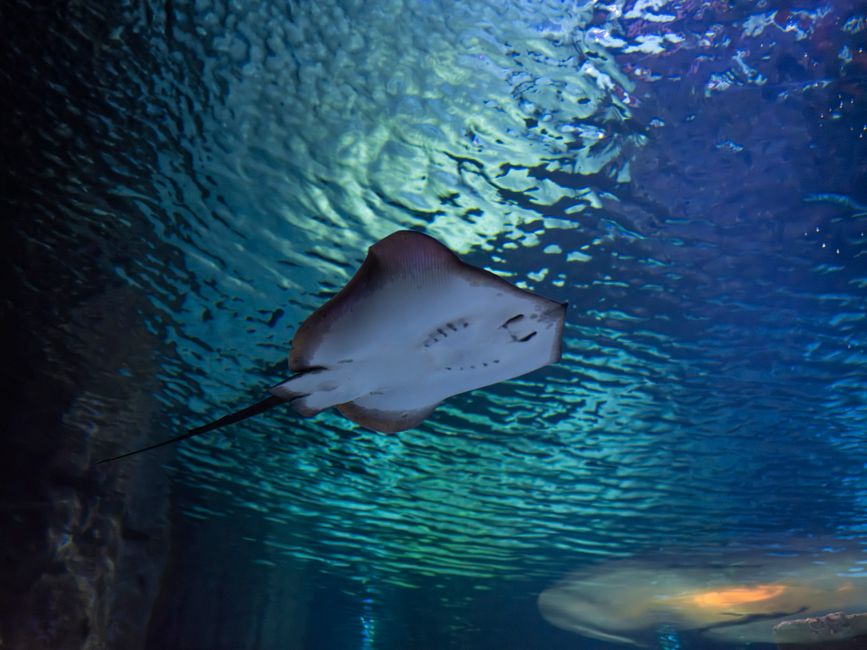 Fotomural Una elegante raya nadando en un vibrante entorno de acuario, que muestra la vida marina.