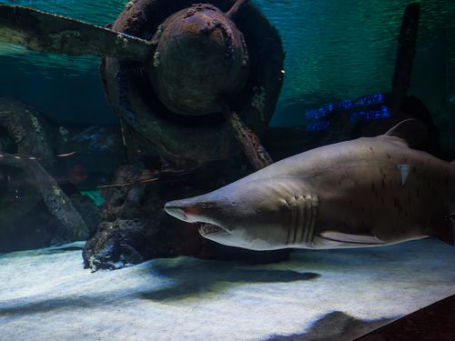 Free Sand tiger shark swimming in an aquarium against a backdrop of a shipwreck, showcasing marine life. Stock Photo