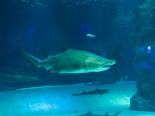 Free A sand tiger shark swimming gracefully in an aquarium, highlighting its powerful build and serene surroundings. Stock Photo
