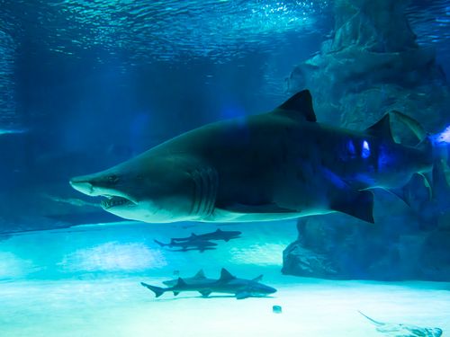 Free A powerful shark elegantly swimming in a brightly lit aquarium exhibit. Stock Photo