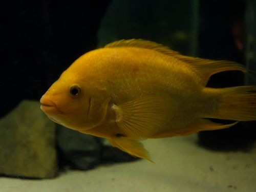 Free A vivid yellow fish swimming gracefully in an aquarium, showcasing its tropical beauty. Stock Photo