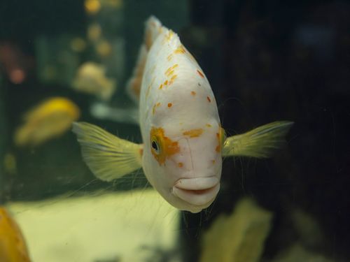 Free An exotic white and orange tropical fish swimming in an aquarium, showcasing vibrant aquatic life. Stock Photo