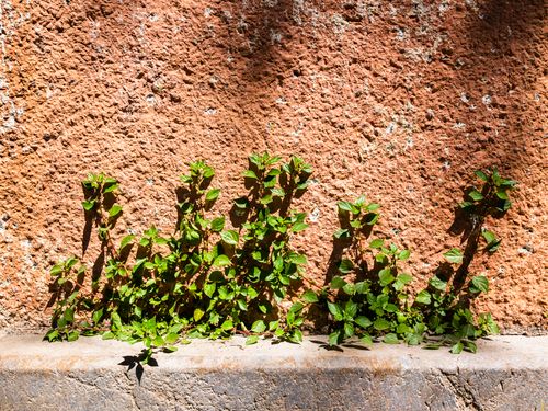 Free Bright green plants grow against a textured, weathered stone wall on a sunny day outdoors. Stock Photo