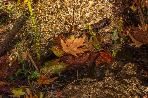 Free Colorful autumn leaves submerged in a clear, rippling stream creating a captivating natural scene. Stock Photo