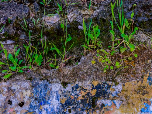 Free Vibrant green plants growing on an aged, weathered stone wall with rich textures. Stock Photo