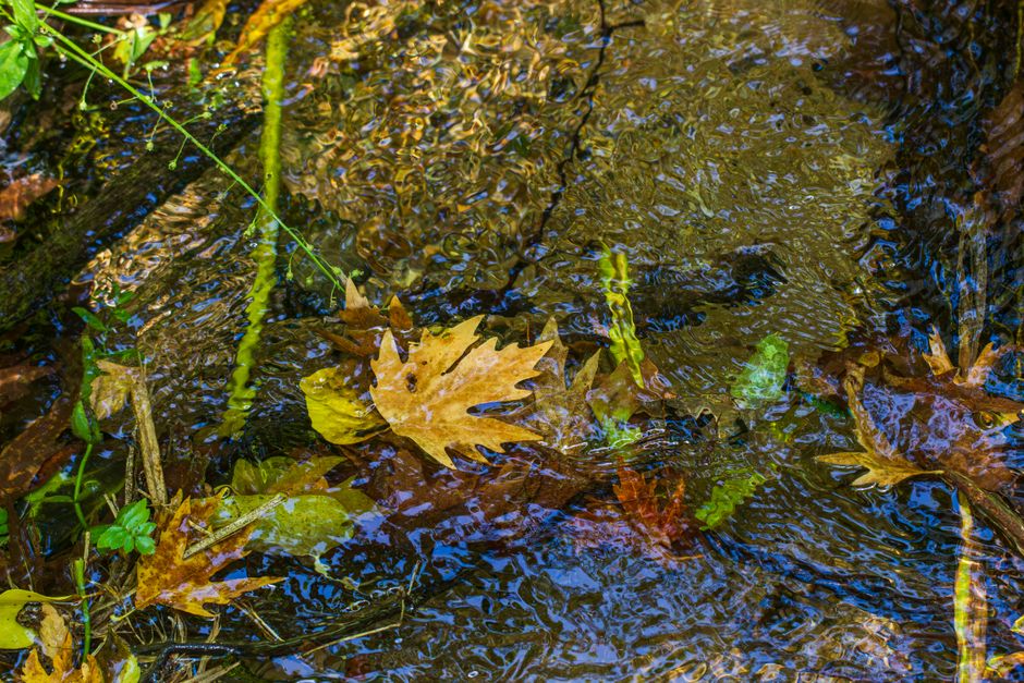 Fotomural Tranquila escena otoñal con hojas de colores flotando en un arroyo cristalino.