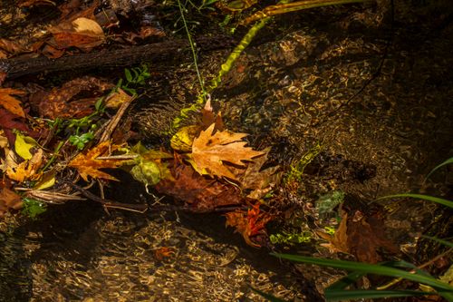 Free Vibrant autumn leaves gently float along a clear and tranquil stream, capturing the beauty of nature's seasonal change. Stock Photo