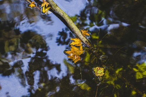 Free Golden autumn leaves gently float on a tranquil river's surface, reflecting blue skies and foliage. Stock Photo