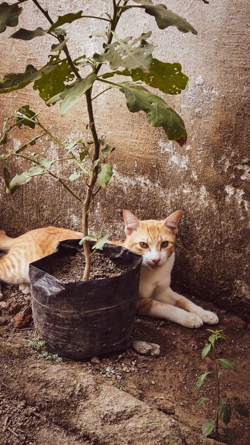 Free Orange tabby cat lying beside a potted plant against a rustic wall. Stock Photo