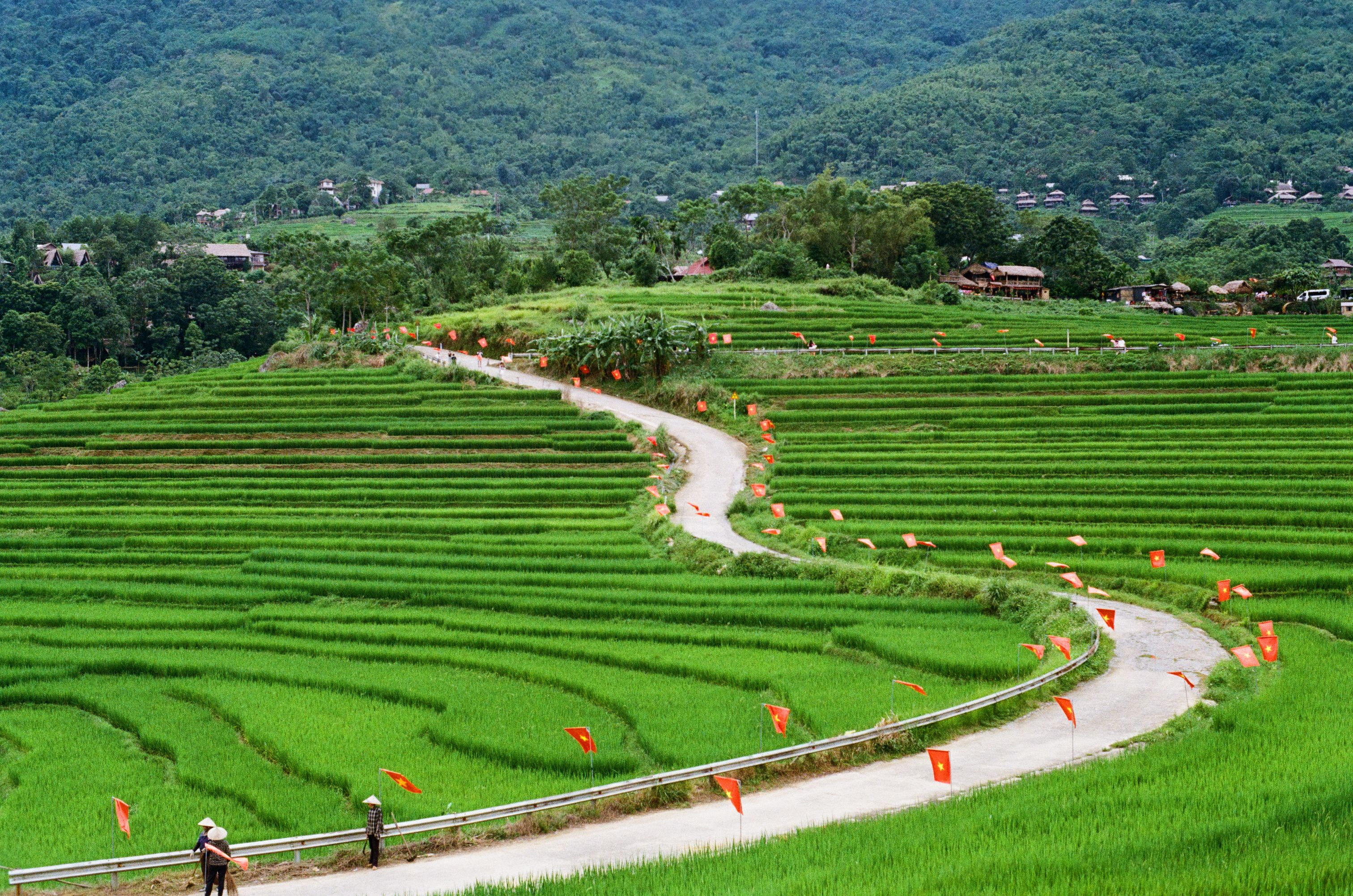 Lush green rice terraces in Pu Luong, Thanh Hoa, Vietnam, showcasing vibrant landscapes and serene beauty.