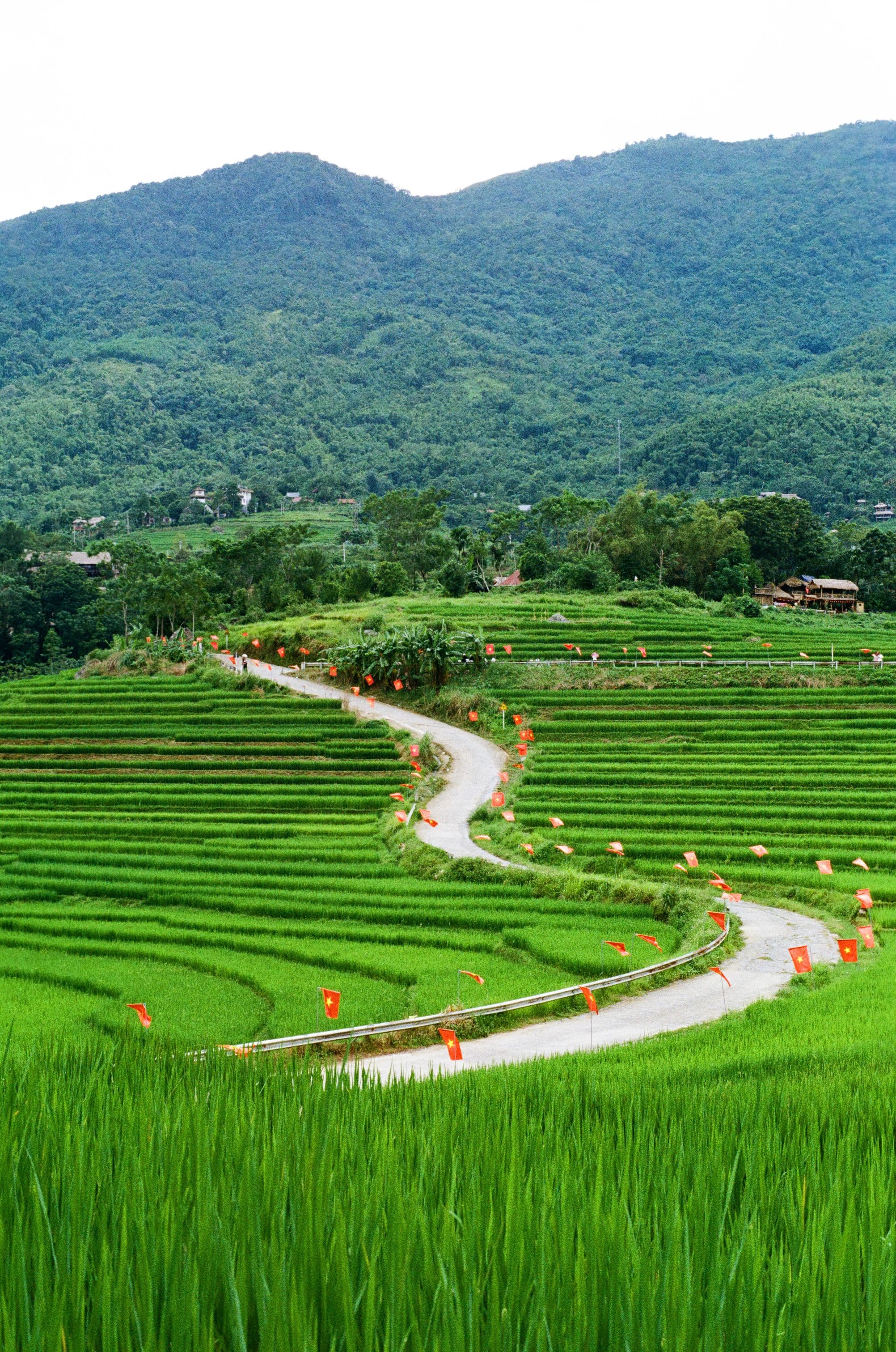 Scenic view of vibrant green rice terraces with winding road in Pu Luong, Vietnam.