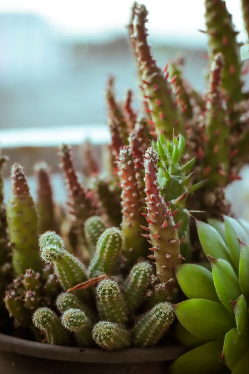 Free A variety of cacti in a pot with spiky textures and vivid green hues. Stock Photo