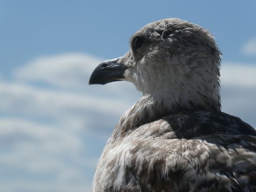 Free Detailed portrait of a seagull with a bright blue sky background. Stock Photo