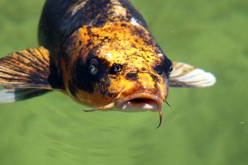 Free Colorful koi fish swimming serenely in a clear pond. Stock Photo
