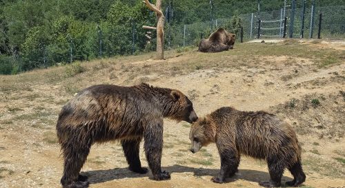 Free Two grizzly bears interact in a zoo with another bear resting nearby. Stock Photo