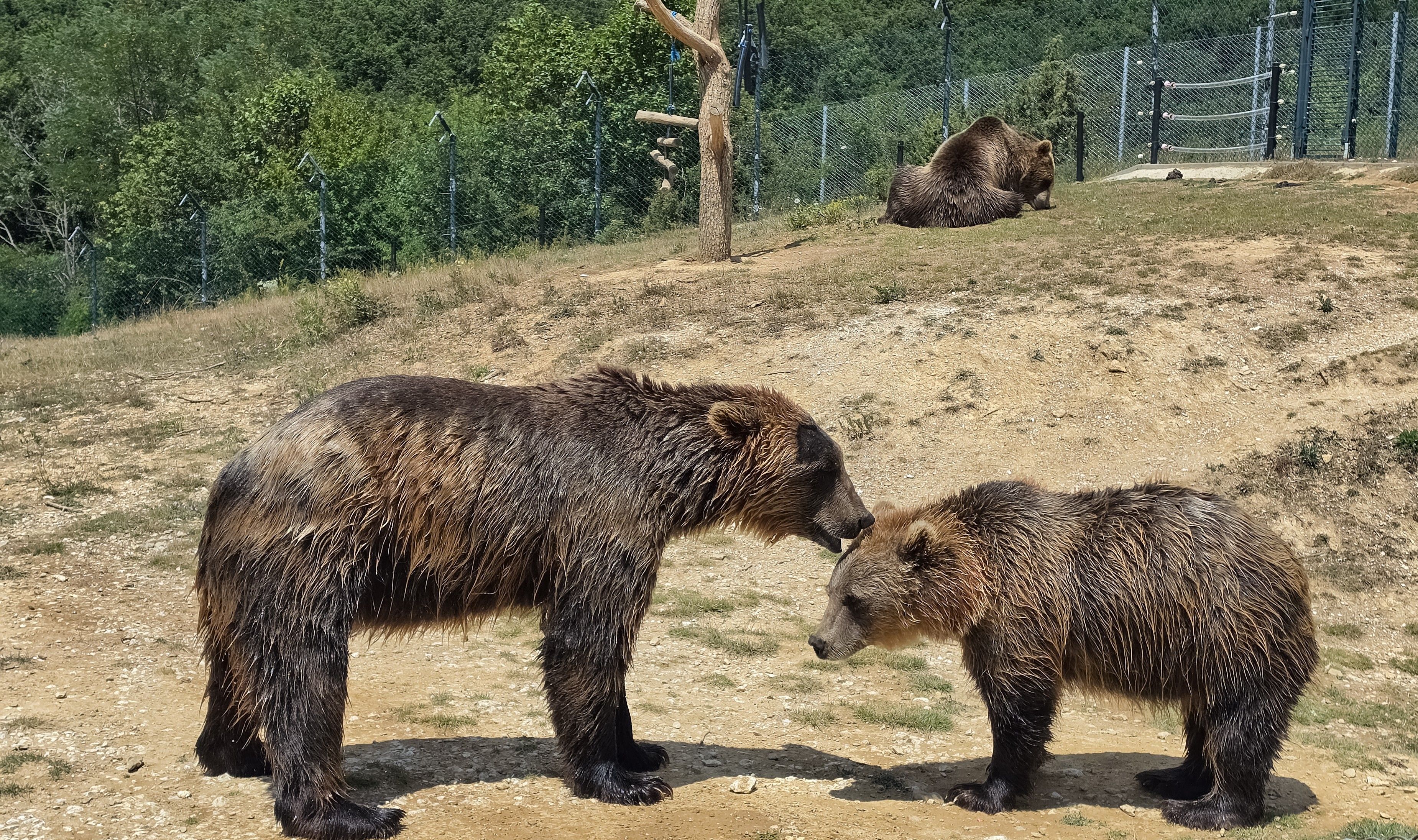Bear Greg - Extended Vacation On Trantor