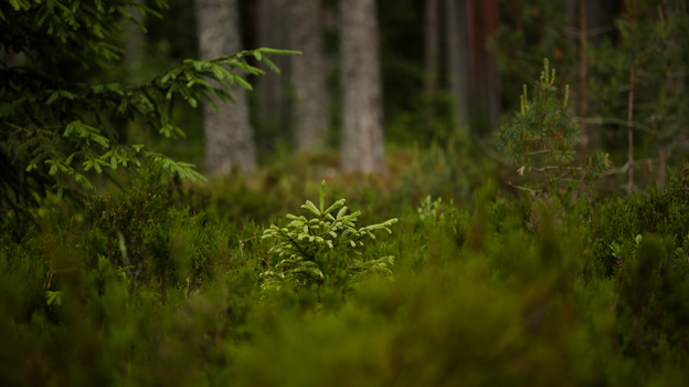 A serene forest scene featuring a young spruce tree amidst lush greenery and mature trees.