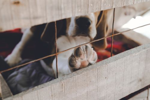 Free A beagle puppy extends its paw through a wooden crate, creating a heartwarming and playful scene. Stock Photo