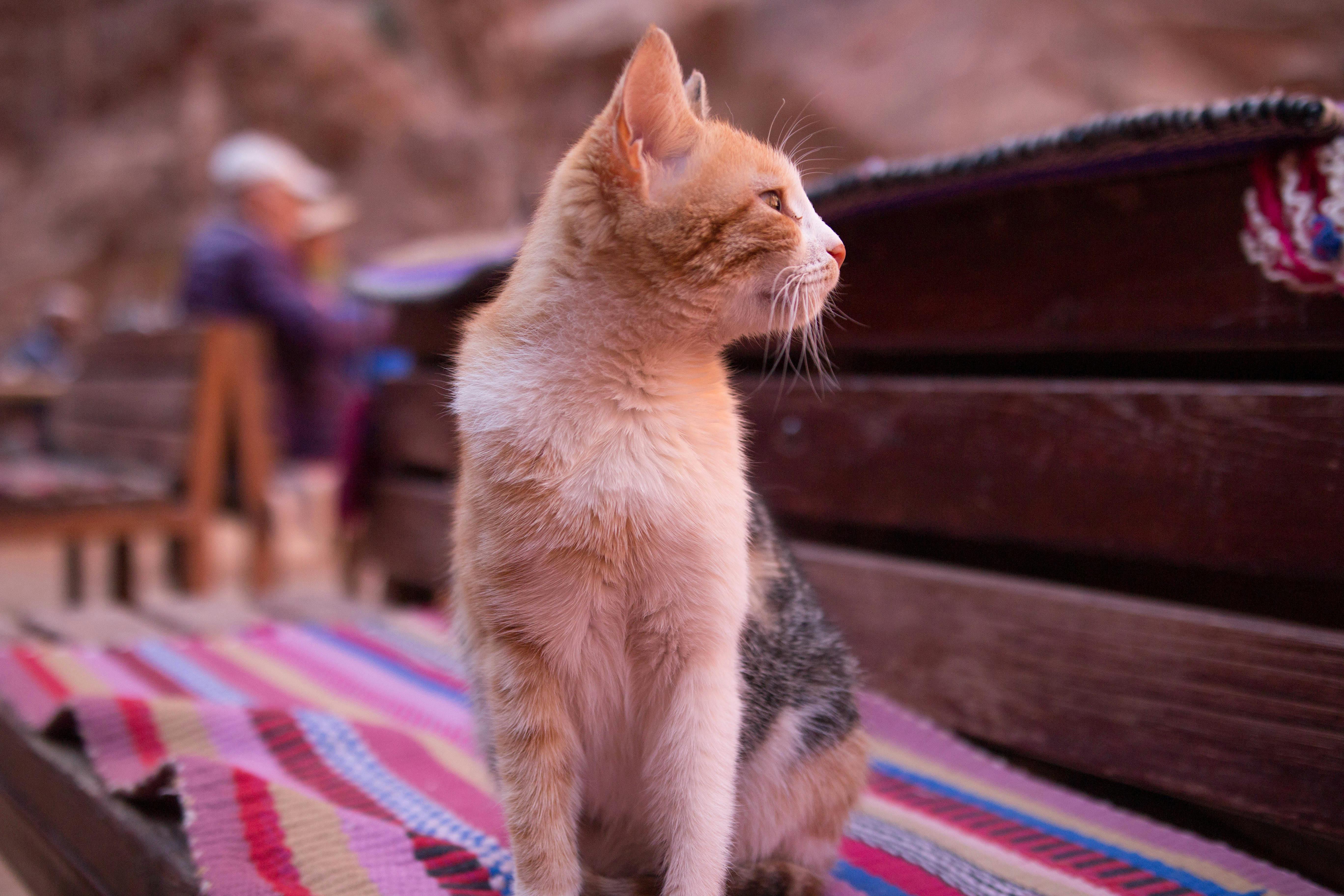 猫の夢占い59個 猫以外の動物が一緒に現れる意味や猫の色の違いも解説 恋学 Koi Gaku