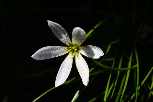 Free A delicate white flower with dew drops, captured in Taxila, displaying natural beauty. Stock Photo