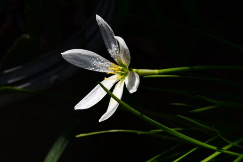 Free A white lily with dew drops glistens in the sunlight, showcasing its delicate petals and natural beauty. Stock Photo