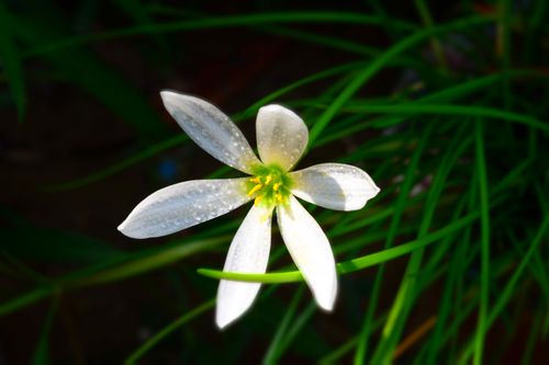 Free A detailed shot of a dew-covered white flower with green leaves in Taxila, Pakistan, showcasing natural beauty. Stock Photo