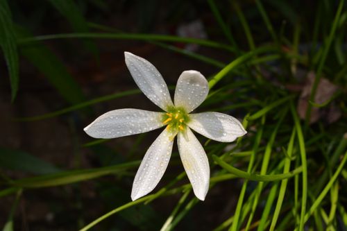 Free Captivating close-up of a white flower with dew drops, beautifully captured outdoors in Taxila, Pakistan. Stock Photo