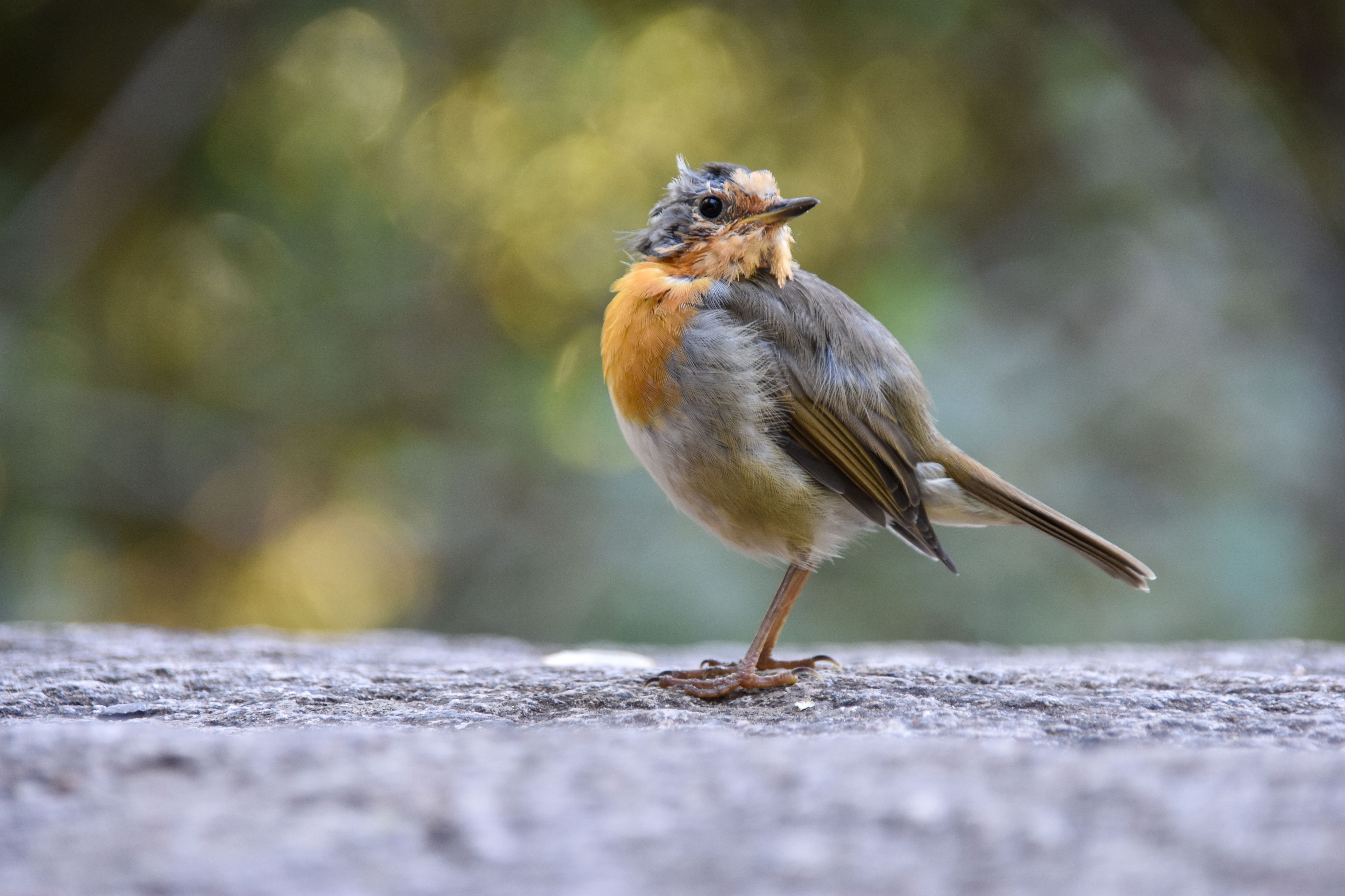 Bird watching equipment and illustrated identification guides for young naturalists