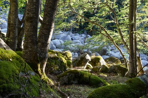 Free Tranquil forest scene highlighting moss-covered rocks bathed in soft sunlight. Stock Photo
