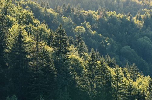 Free Aerial view of a dense, lush forest illuminated by soft summer sunlight. Stock Photo