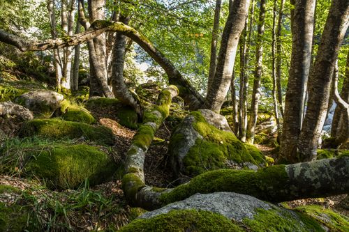 Free Serene forest scene with moss-covered rocks and trees illuminated by sunlight, creating a peaceful ambience. Stock Photo