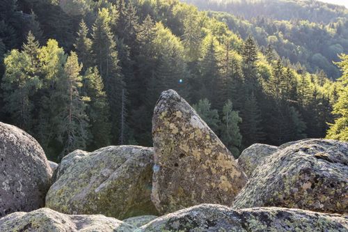 Free Sunlit forest with large mossy rocks in a tranquil nature setting. Stock Photo