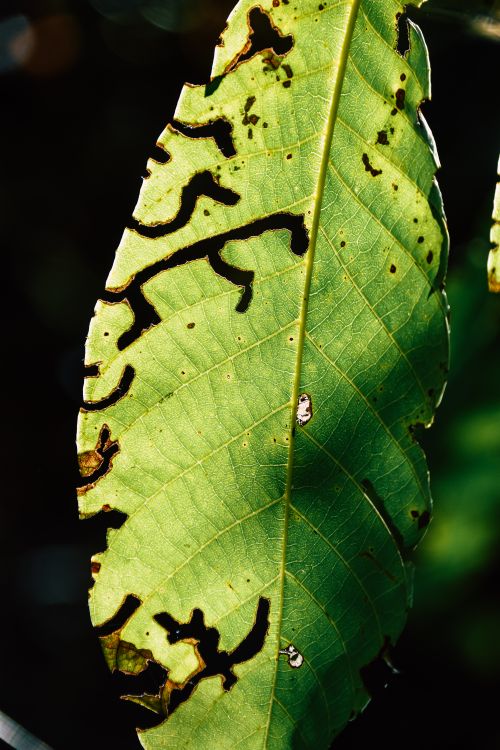 Free Detailed view of a green leaf showing intricate insect damage patterns against a dark background. Stock Photo