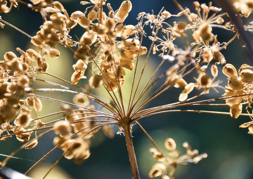 Free Detailed macro shot of a dried cow parsnip seed head against a blurred background, capturing natural beauty. Stock Photo
