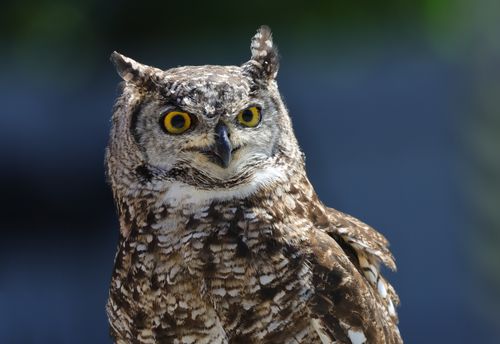 Free Detailed close-up of an Indian Eagle Owl showcasing its striking yellow eyes and feathered plumage. Stock Photo