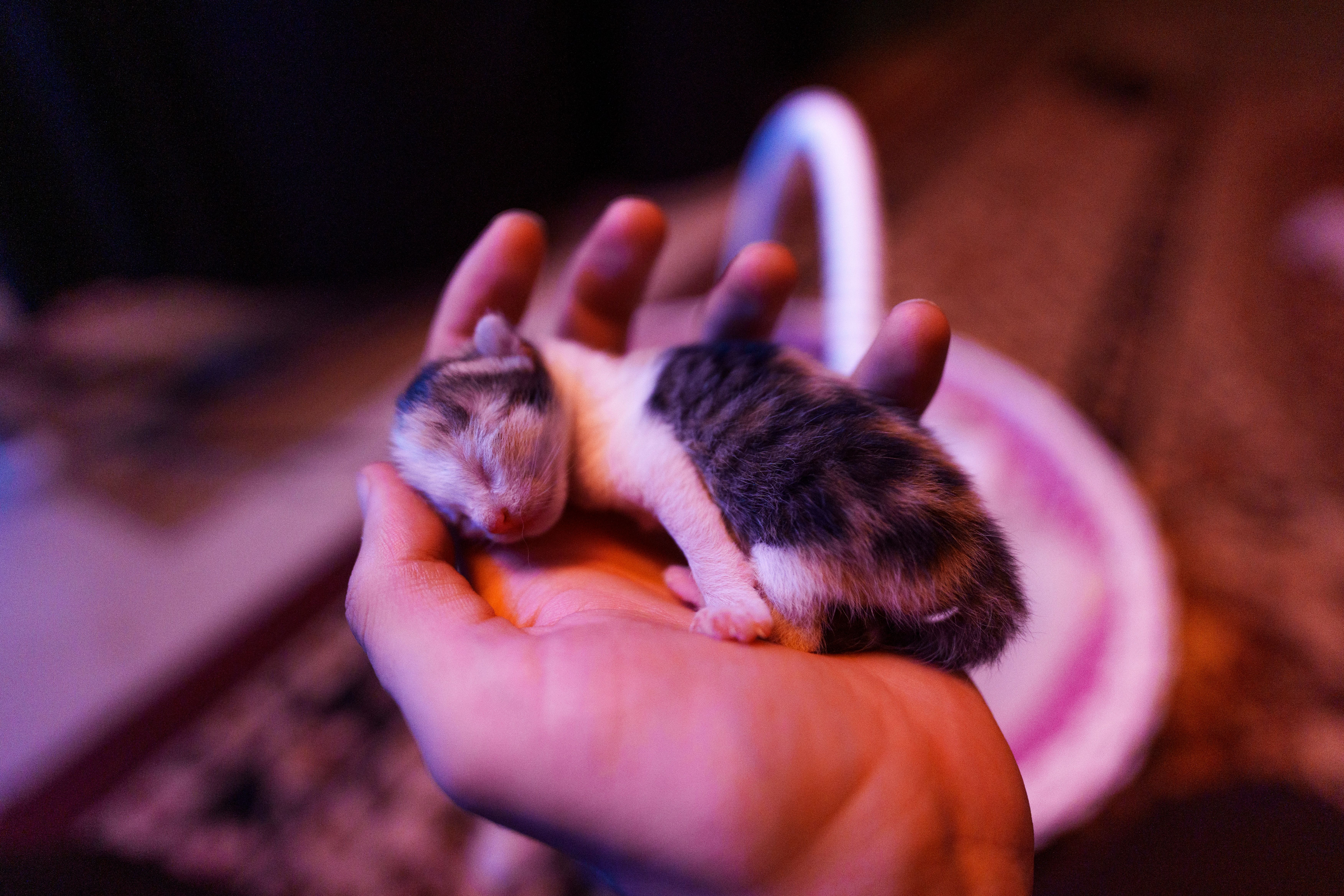 A peaceful newborn kitten sleeping gently in a person's hand. Perfect for themes of affection and care.