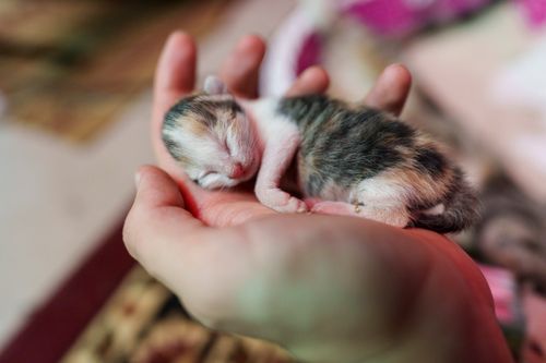 Free Adorable newborn kitten resting peacefully in a human hand, capturing a moment of cuteness and care. Stock Photo
