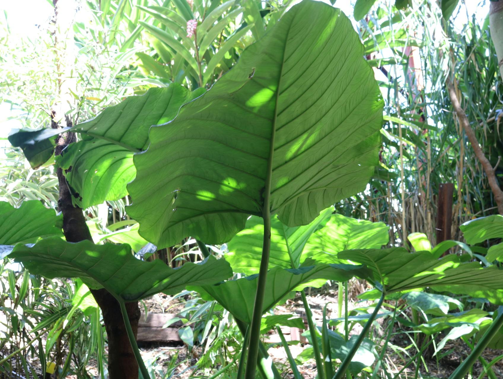 Free stock photo of big leafs, green, leafs