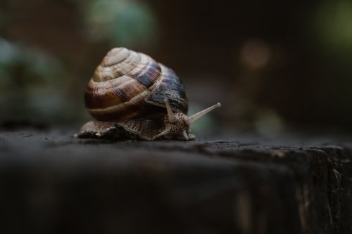 Free Detailed macro shot of a garden snail on a wet log, showcasing its shell and texture. Stock Photo