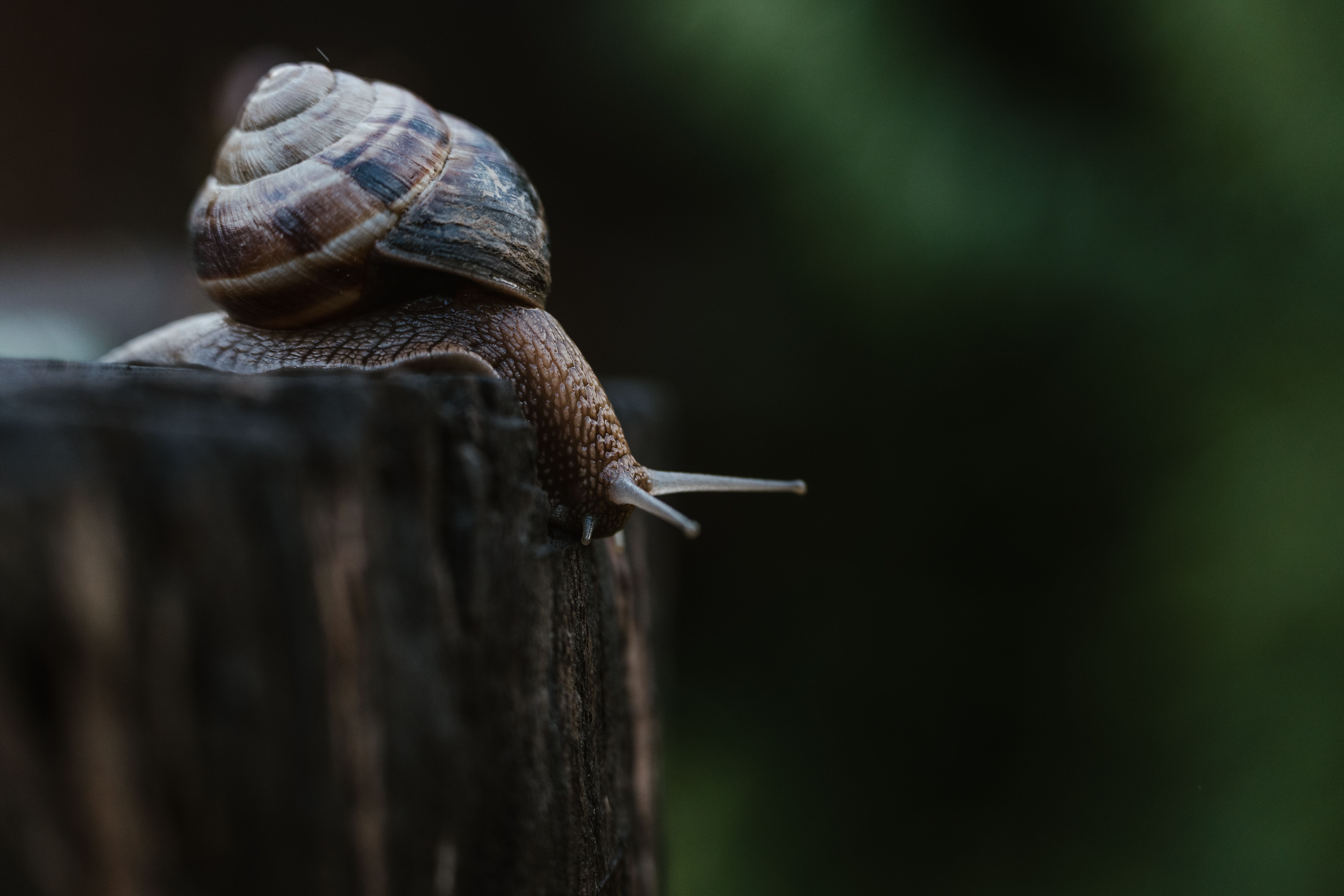 Detailed shot of a snail navigating the edge of a wooden surface in a forest setting.