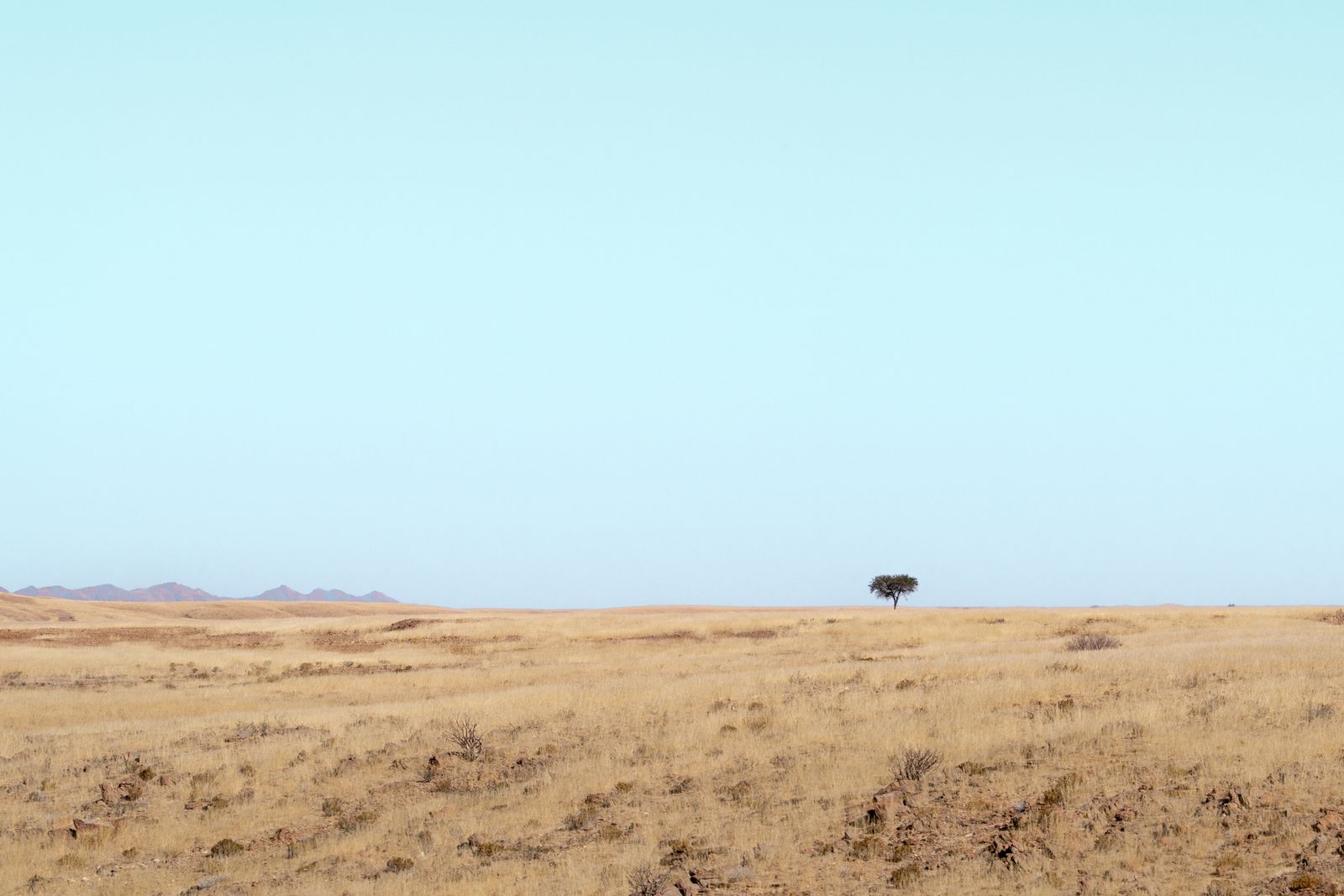 A single acacia tree on the wide plains of Namibia