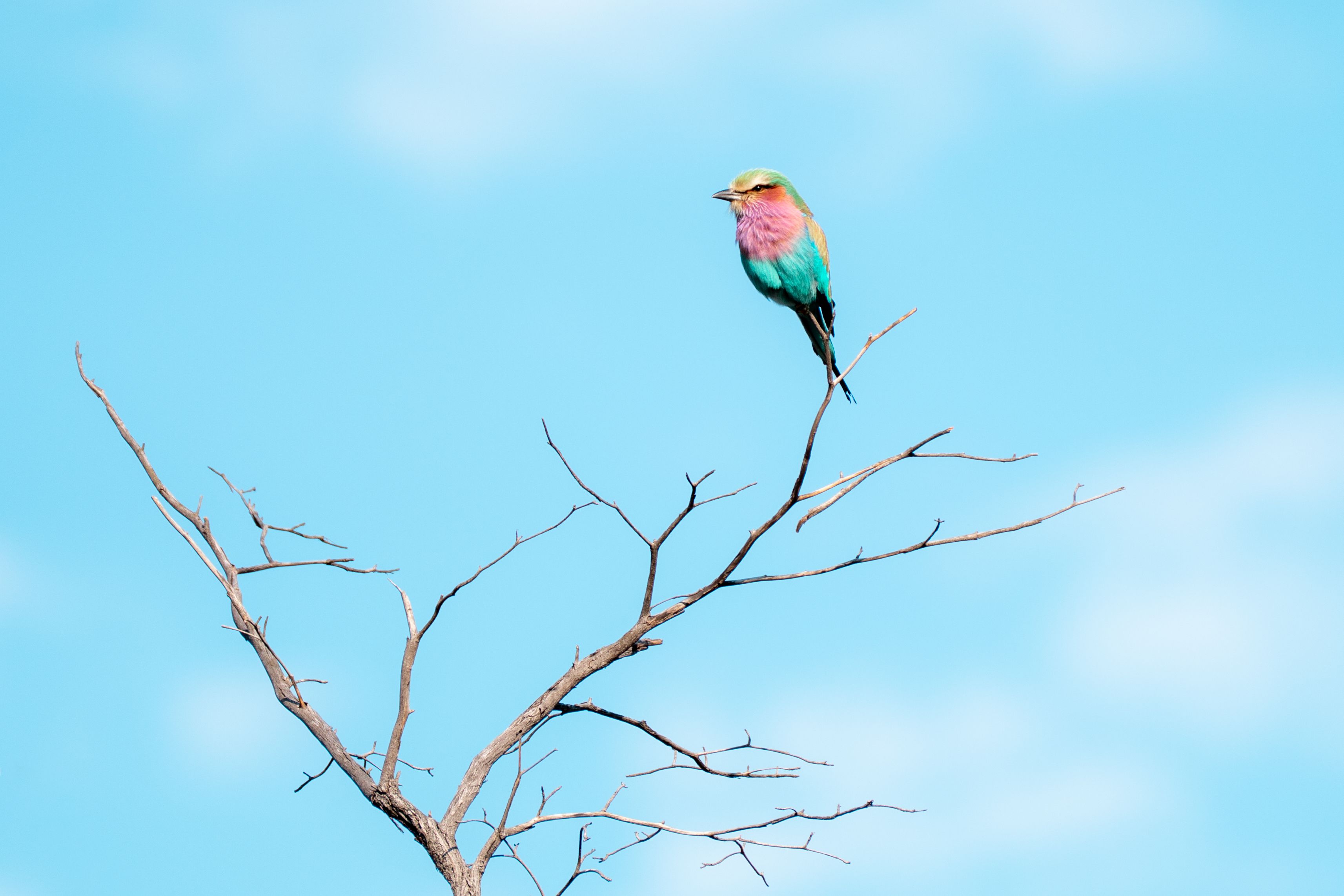 Your Guide to the Etosha Birding Season April 2027