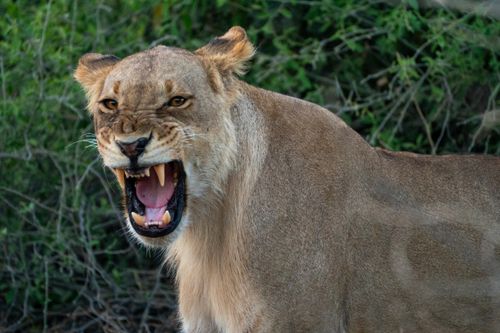 Free A close-up of a roaring lioness showcasing her powerful expression in the wild of Botswana. Stock Photo