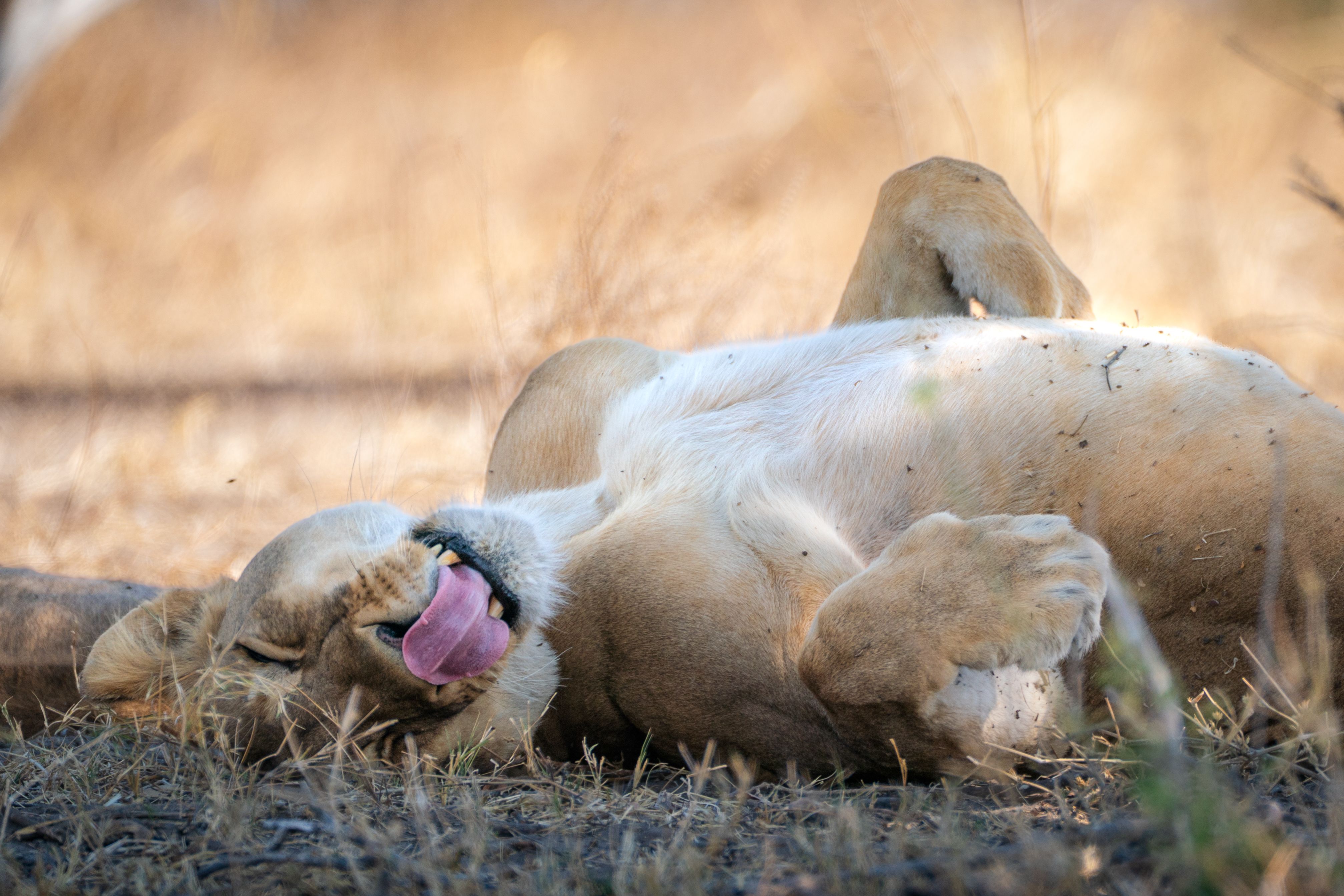 A serene lioness playfully rolling over in the Botswana savannah, capturing a moment of wildlife tranquility.