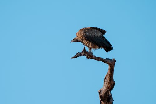 Free A Rüppell's vulture sits on a dry tree branch under clear blue skies in Botswana. Stock Photo