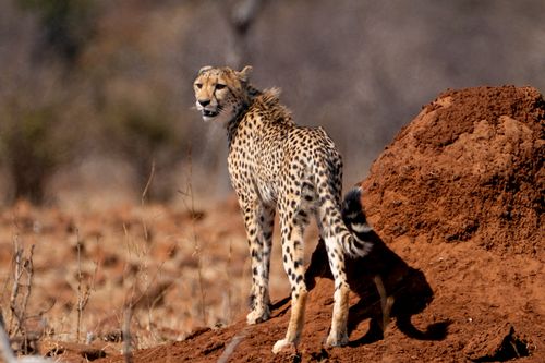 Free A majestic cheetah stands on a red termite mound in Botswana, showcasing nature's beauty. Stock Photo