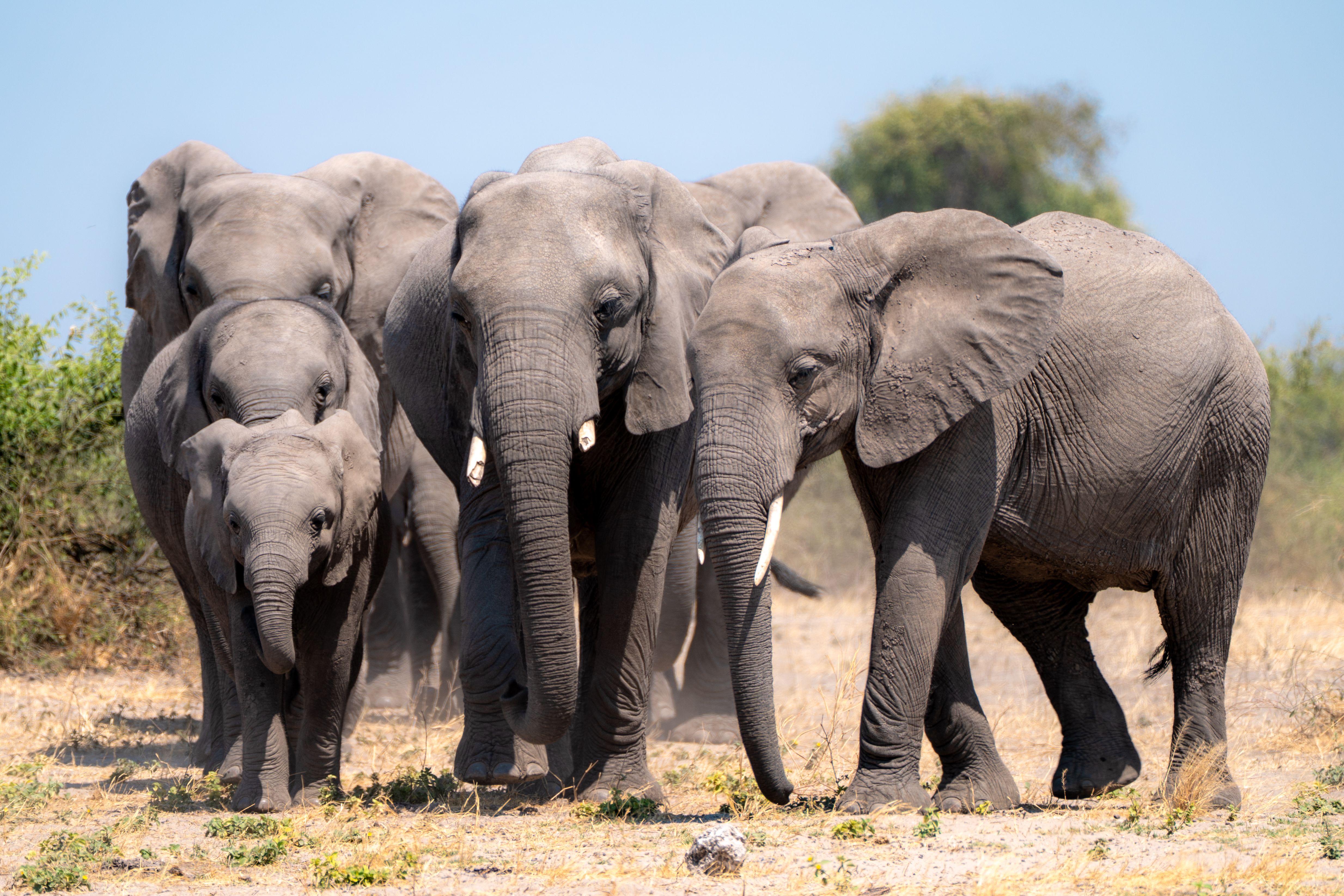 How Many Days for Hwange & Mana Pools? A Guide