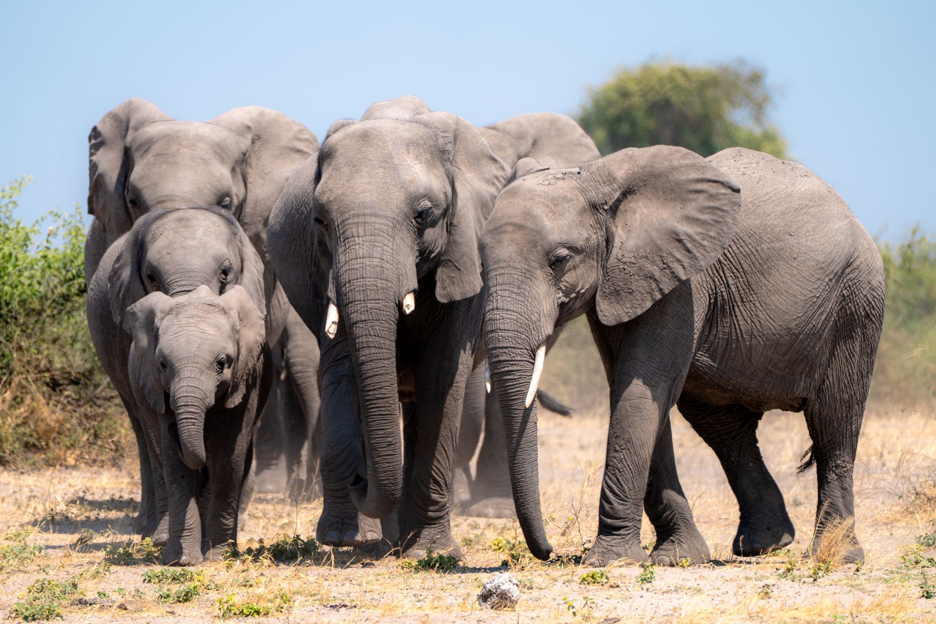 How Many Days for Hwange & Mana Pools? A Guide