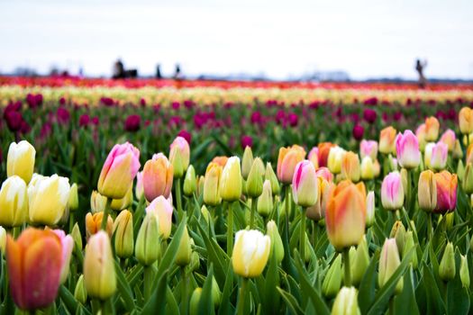 Colorful tulip fields in Hillegom, showcasing spring's vibrant bloom under a clear sky.