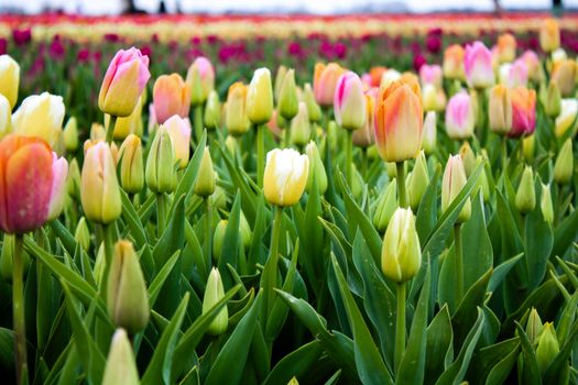 Colorful tulip field in full bloom in Hillegom, Netherlands during spring, showcasing diverse tulip varieties.